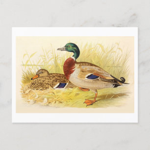 Stockenten-Postkarte Postkarte