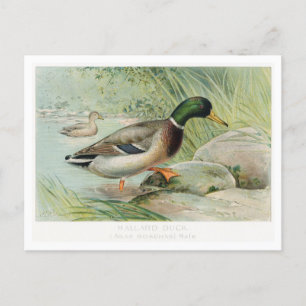 Stockenten-Vintage-Illustration Postkarte