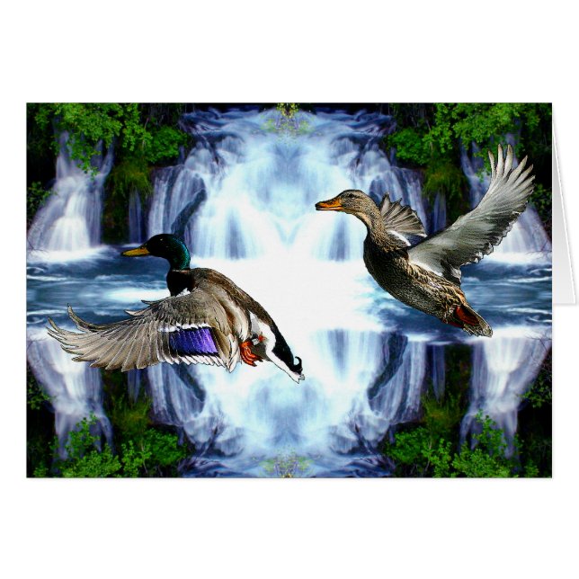 Stockentenenten (Vorderseite (Horizontal))