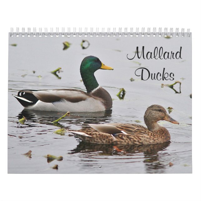 Stockentenenten Kalender (Titelbild)