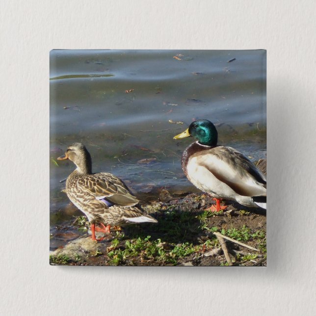 Stockentenenten-Paarknopf Button (Vorderseite)