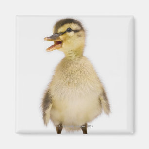 Stockentenentlein (Anekdoten platyrhynchos) Magnet