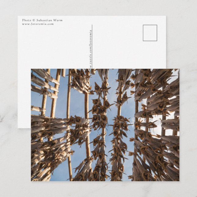 Stockfish Lofoten Norwegen Postkarte (Vorne/Hinten)