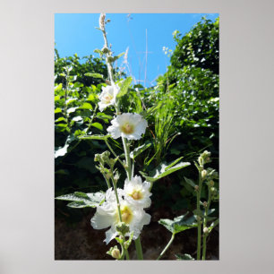 Stockrosen blühen, Alcea Alba Poster