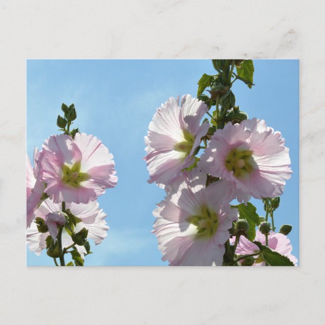Stockrosen: Japan Postkarte (Vorderseite)