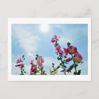 Stockrosen: Japan Postkarte
