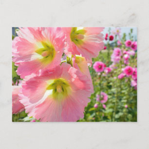 Stockrosen Postkarte