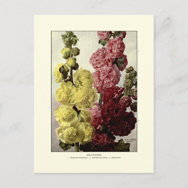Stockrosen Postkarte (Vorderseite)