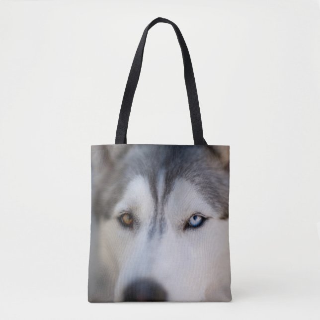 Stoiber Blick auf Alaskan Malamute (Vorderseite)