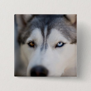 Stoiber Blick auf Alaskan Malamute Button