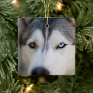 Stoiber Blick auf Alaskan Malamute Keramikornament