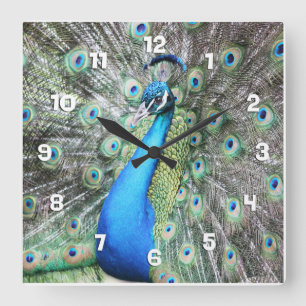 Stolz als Pfau Quadratische Wanduhr