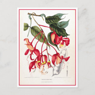 Stolz auf die Illustration der Orchideen in Burma Postkarte