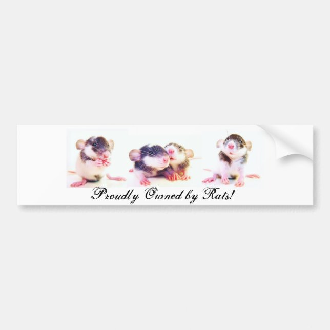 Stolz besessen durch Ratten! Autoaufkleber (Vorne)