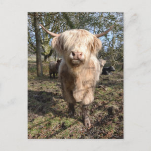 Stolz darauf, schottisch zu sein postkarte