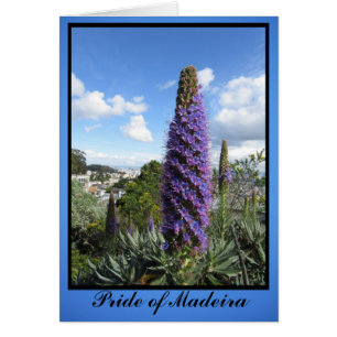 Stolz der Blume Madeira