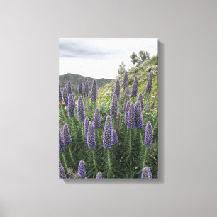 Stolz Madeiras (Ranquitte, Haiti) Leinwanddruck