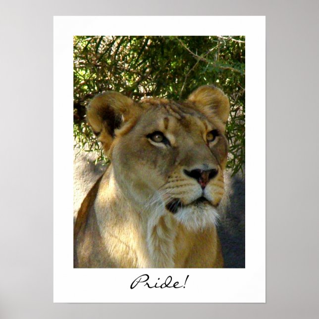 Stolz! Poster (Vorne)