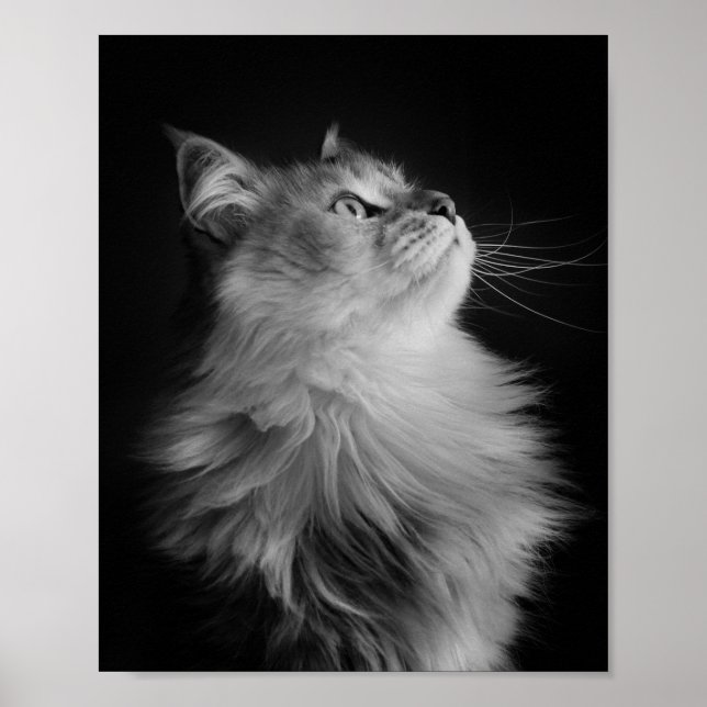 stolz poster (Vorne)