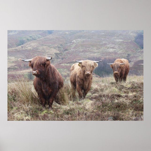 Stolz, Schottin zu sein! Poster (Vorne)