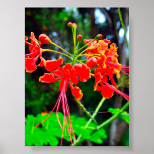 Stolz von Barbados Stretch Canvas Print Poster