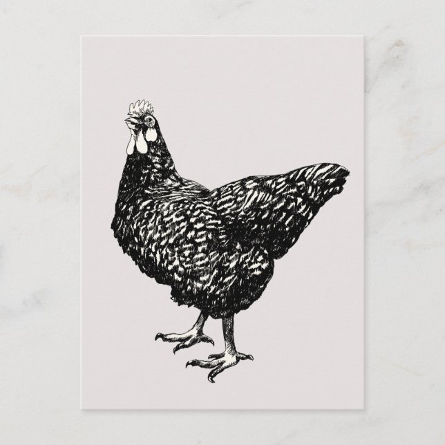 Stolz wenig Henne! Postkarte (Vorderseite)