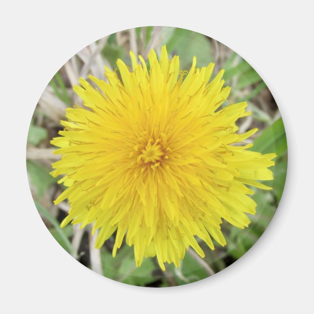 Stolze Dandelion-Blume. Magnet (Vorne)