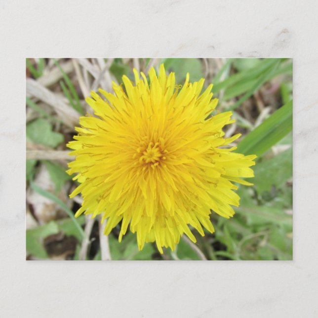 Stolze Löwenzahnblüte. Postkarte (Vorderseite)