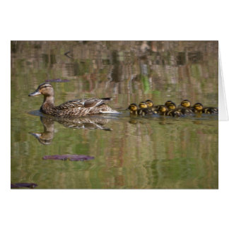Stolze Mutter Mallard
