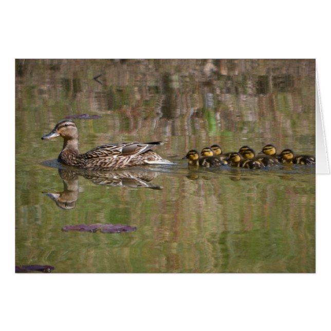 Stolze Mutter Mallard (Vorderseite (Horizontal))