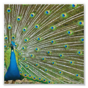 Stolze Pfau-Federn Fotodruck