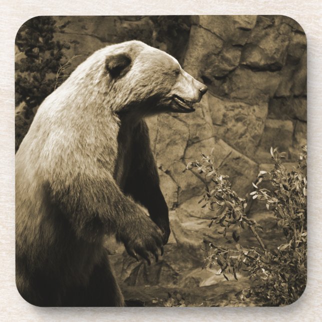 Stolzer Bär Getränkeuntersetzer (Vorderseite)