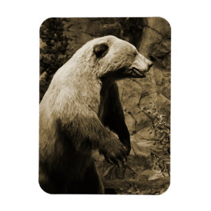 Stolzer Bär Magnet