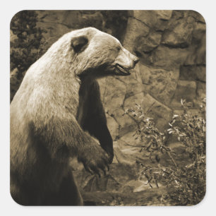 Stolzer Bär Quadratischer Aufkleber