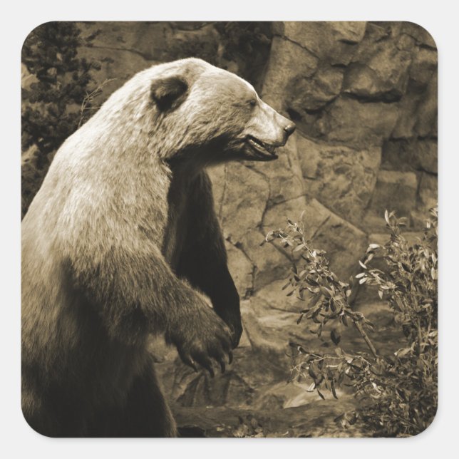 Stolzer Bär Quadratischer Aufkleber (Vorderseite)