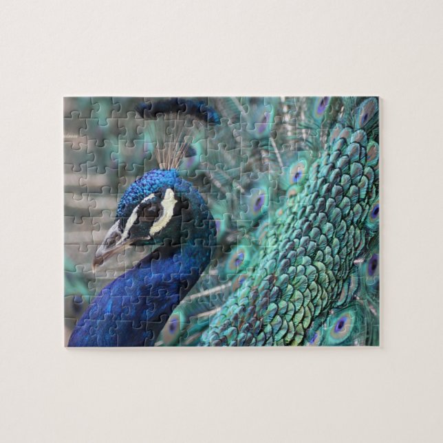 Stolzer Pfau Puzzle (Horizontal)