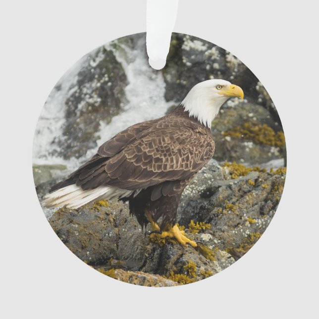 Stolzer Weißkopfseeadler Ornament (Vorderseite)