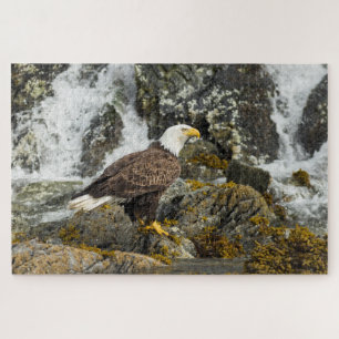 Stolzer Weißkopfseeadler Puzzle