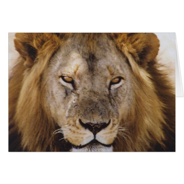 Stolzes Simba - Serengeti (Vorderseite (Horizontal))