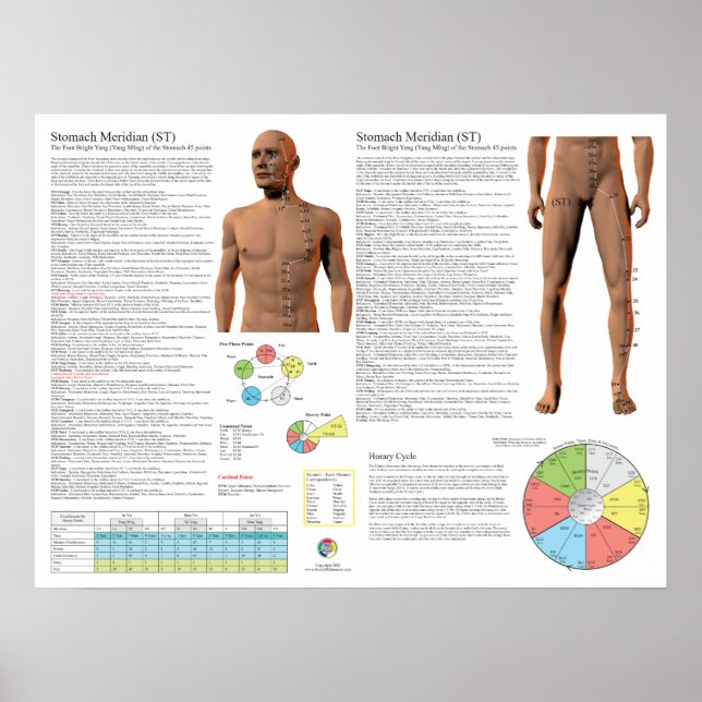 Stomach Meridian Acupuncture Points Poster (Vorne)