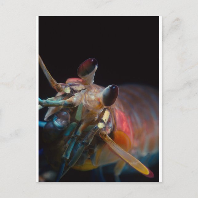 Stomatopod (Mantis Shrimp) Postkarte (Vorderseite)