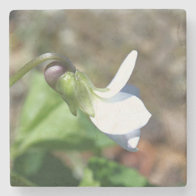 Stone Coaster Steinuntersetzer (Vorderseite)