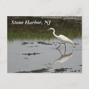 Stone Harbor Egret Postkarte