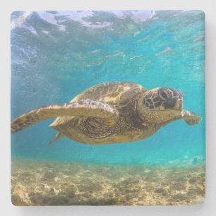 Stone Untersetzer Turtle