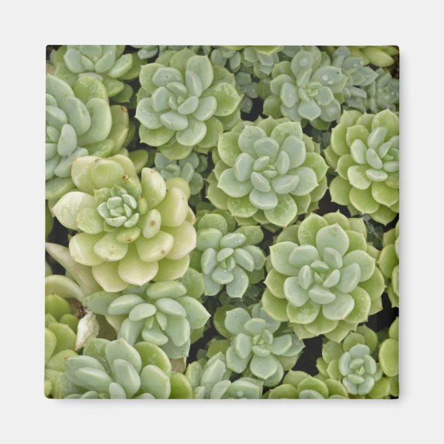 Stonecrop-Pflanze Magnet (Vorne)