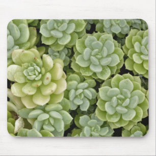 Stonecrop-Pflanze Mousepad