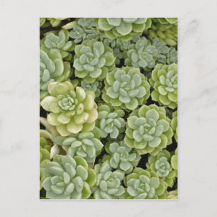 Stonecrop-Pflanze Postkarte