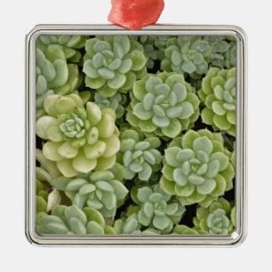 Stonecrop-Pflanze Silbernes Ornament