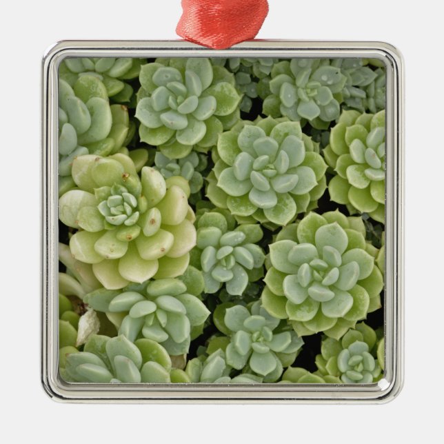 Stonecrop-Pflanze Silbernes Ornament (Vorne)