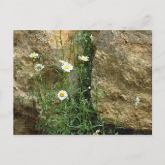 Stones-Daisien Postkarte
